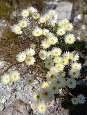 Edmondia sesamoides
